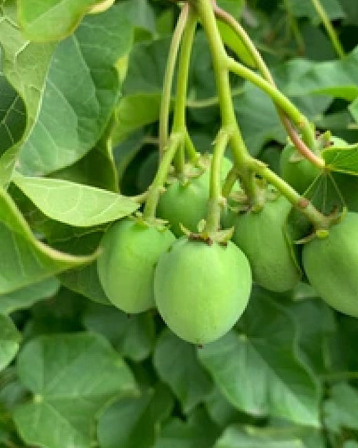 Jatropha