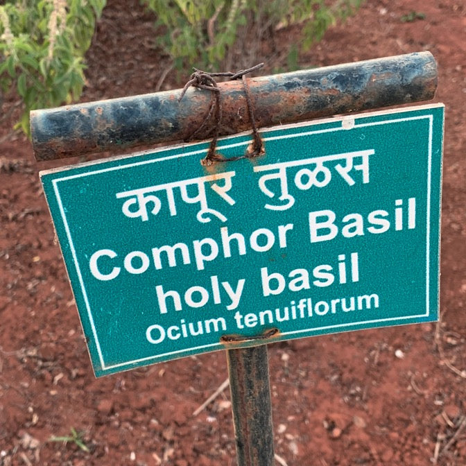 comphor basil holy basil