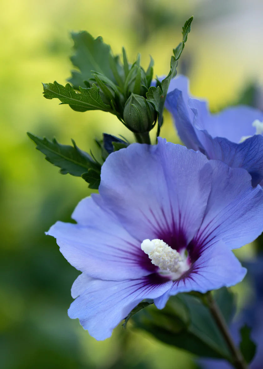 Image 56854992879959