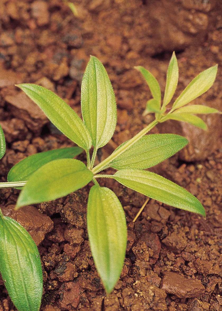 Image 56854995960151