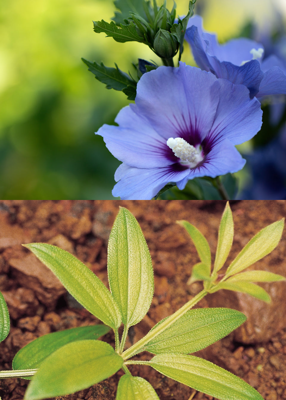 Image 56689770856791