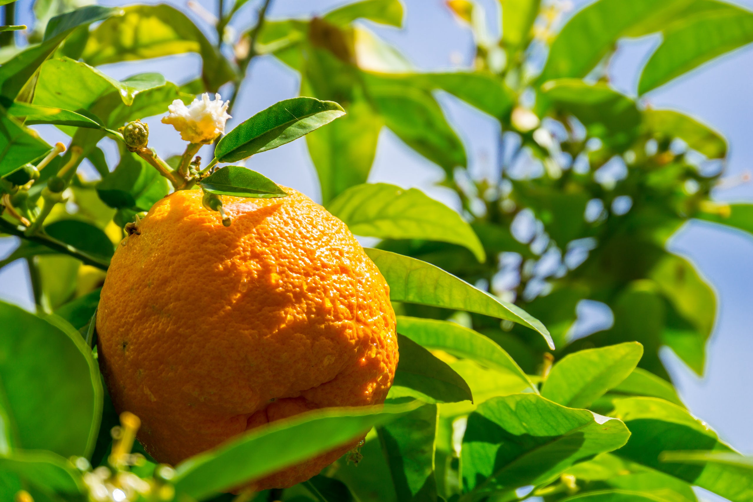 Image 59130773602647