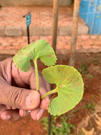 natural ingredients presentation for khadi body oil