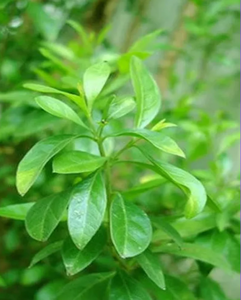 Image of Light Brown shade, featured in khadi products