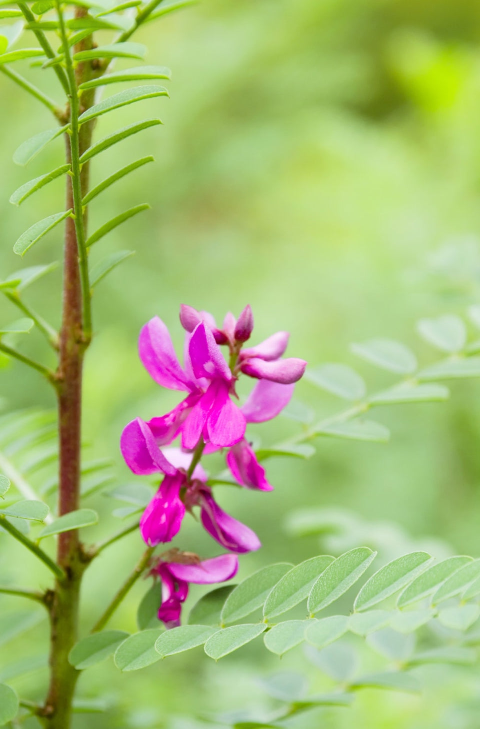 Image of indigo plant, a natural ingredient in khadi hair colors for deep blue pigments