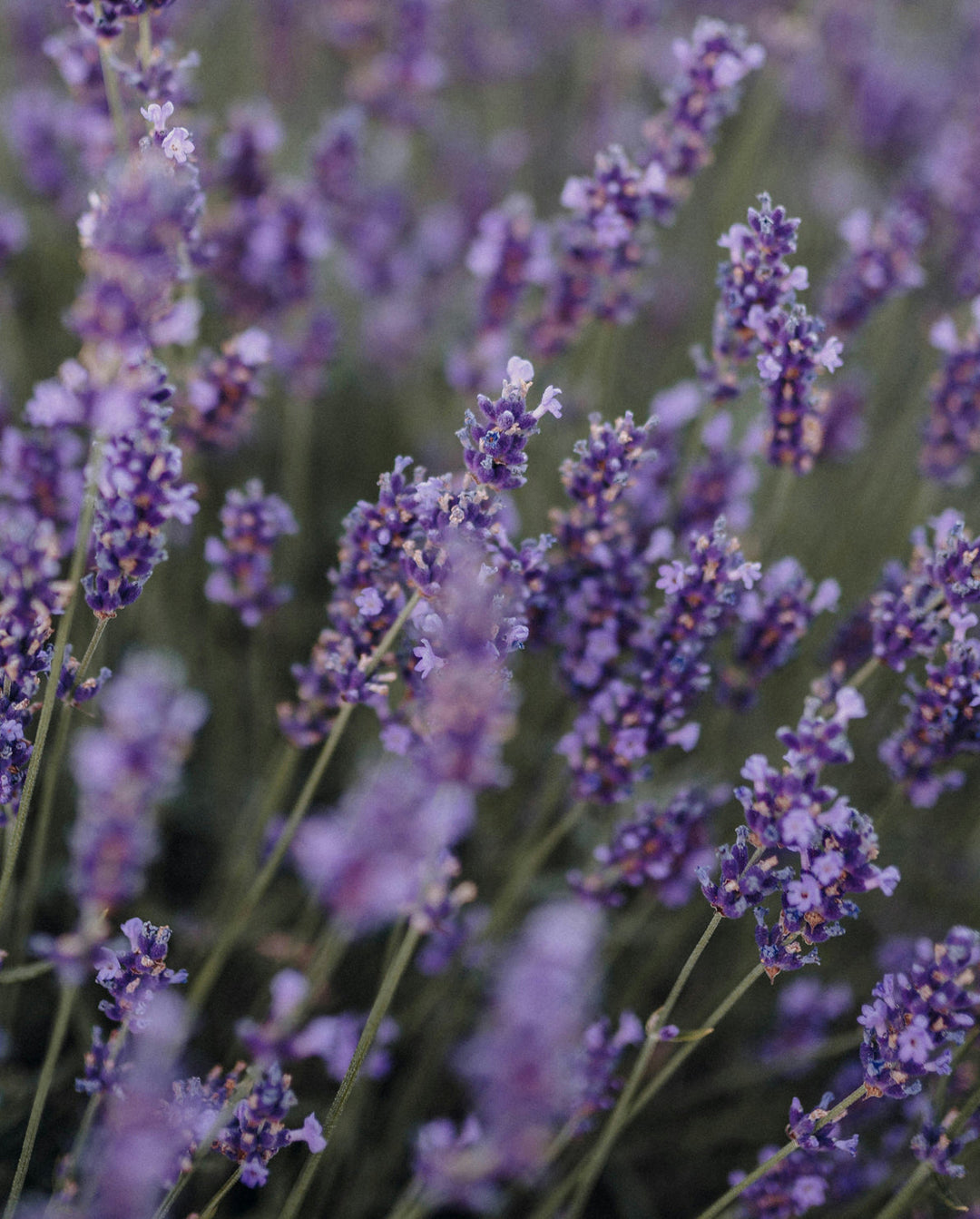 Image of lavender, an ingredient in khadi products