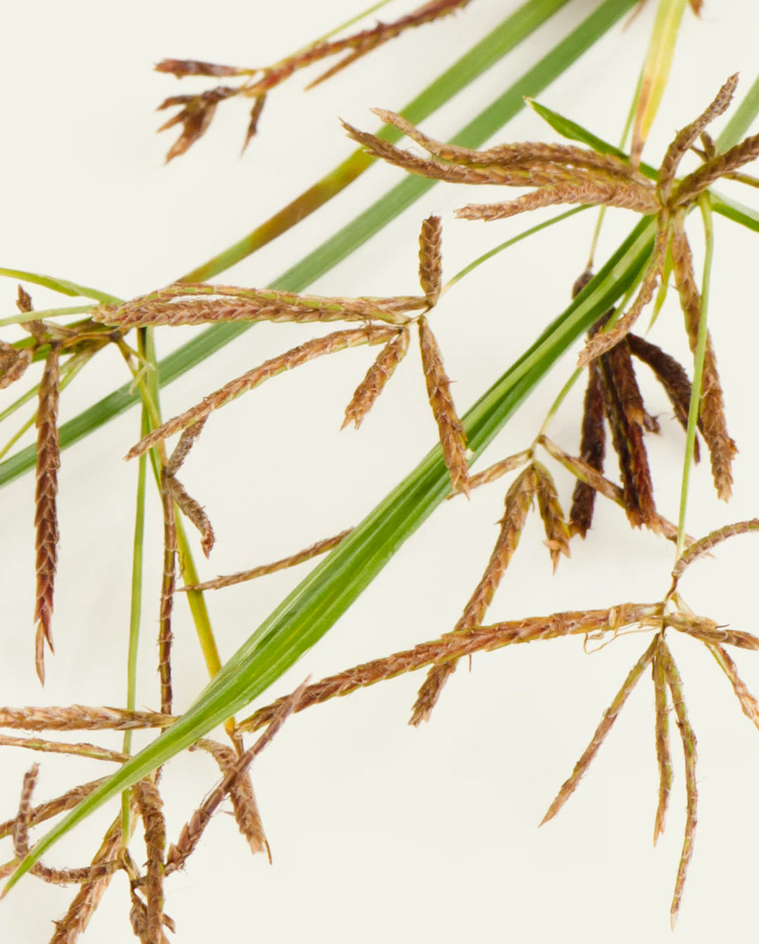 Image of nutgrass, an ingredient and active agent in khadi products