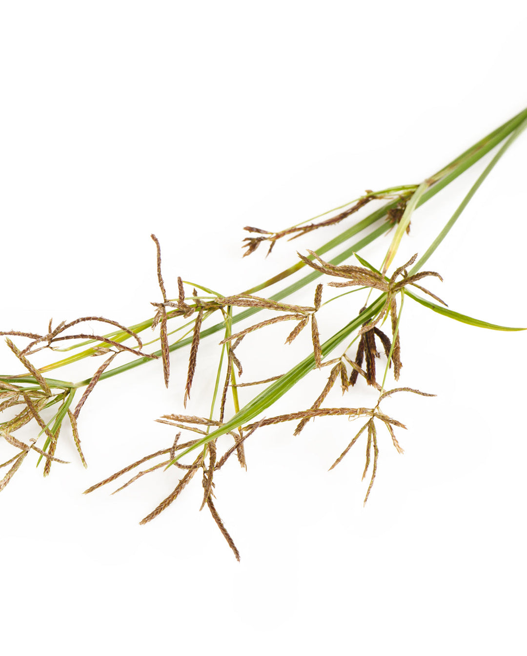 Image of nutgrass, an ingredient and active agent in khadi products