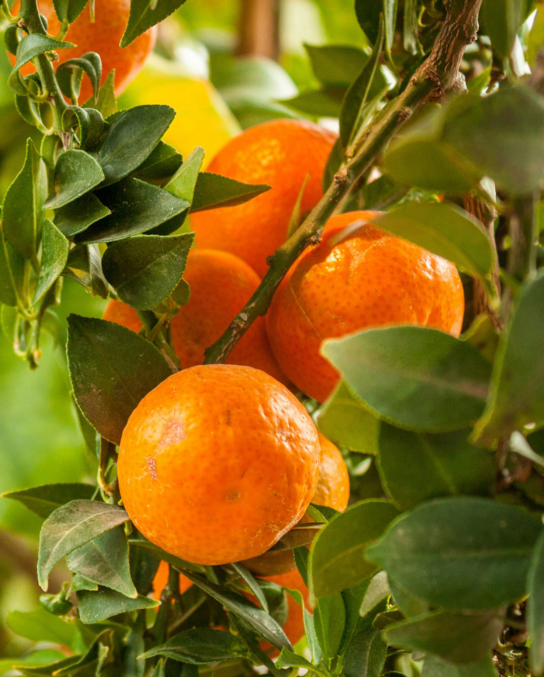 Image of oranges by khadi