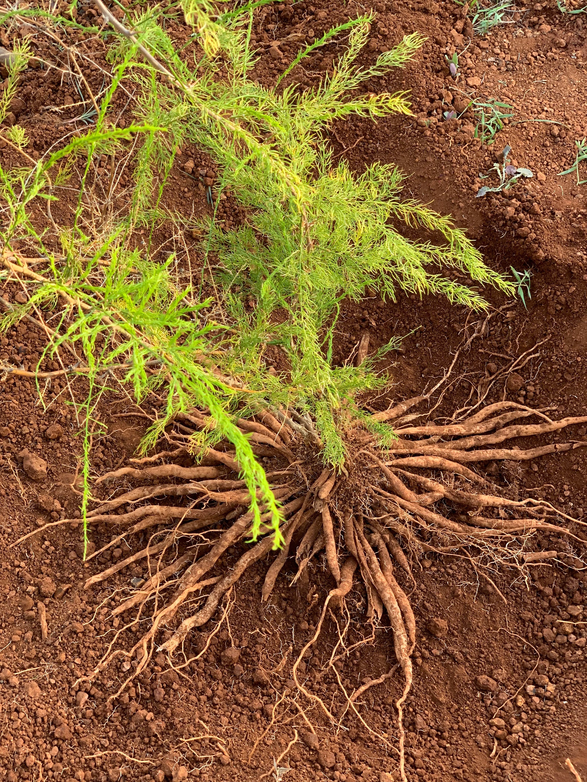 Image of Shatavari, an ingredient in khadi products