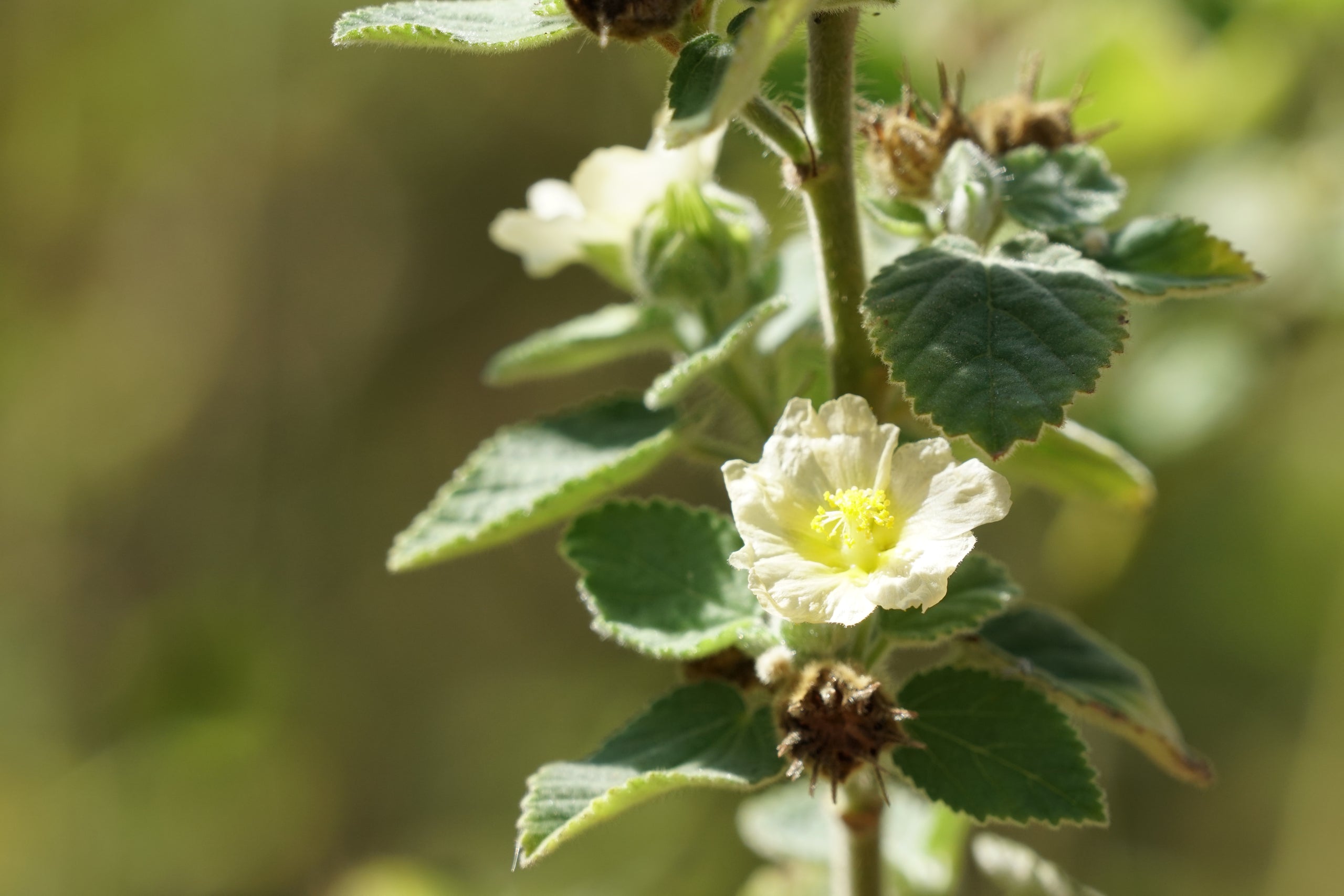 Image 59093734523223