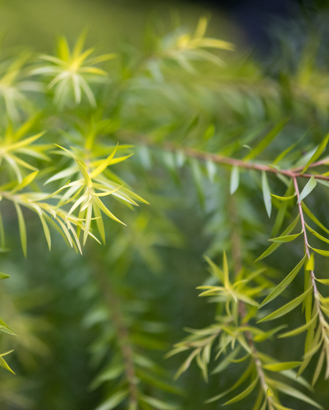 Image of tea tree, an ingredient in khadi products