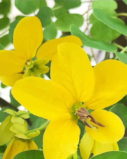 Image of cassia, a valuable active ingredient in hair care