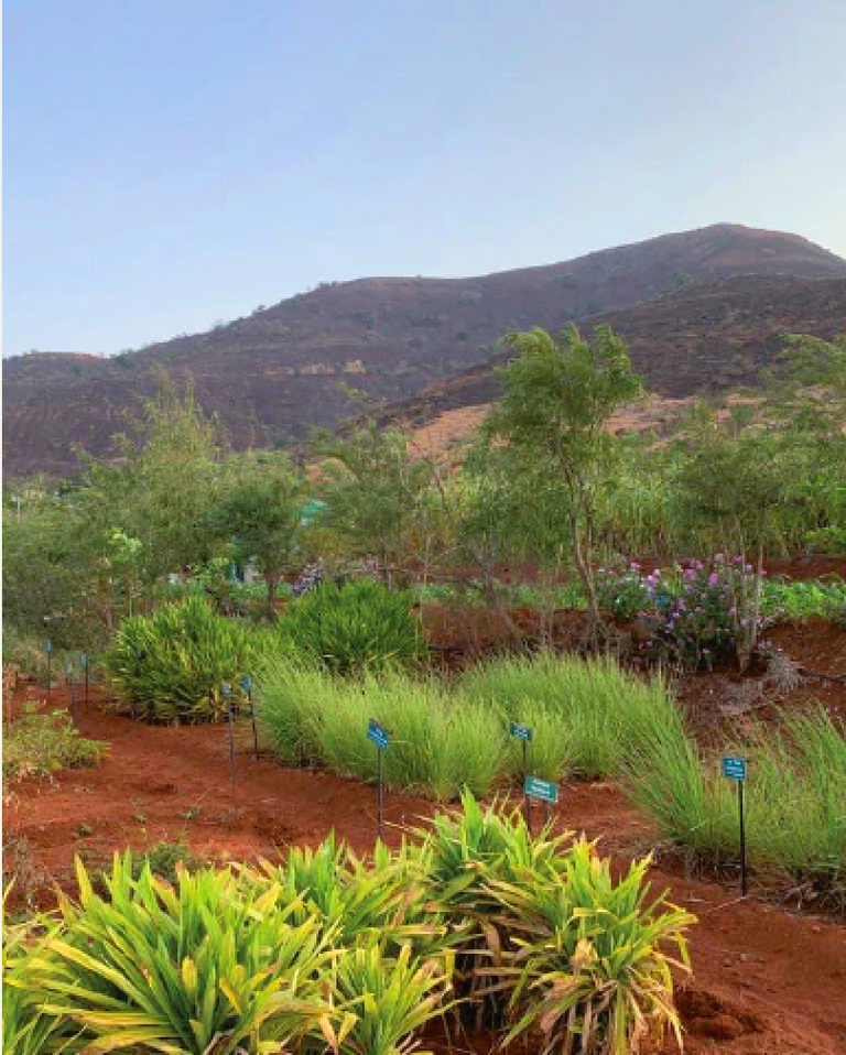 Image of khadi Elixir in an Indian landscape