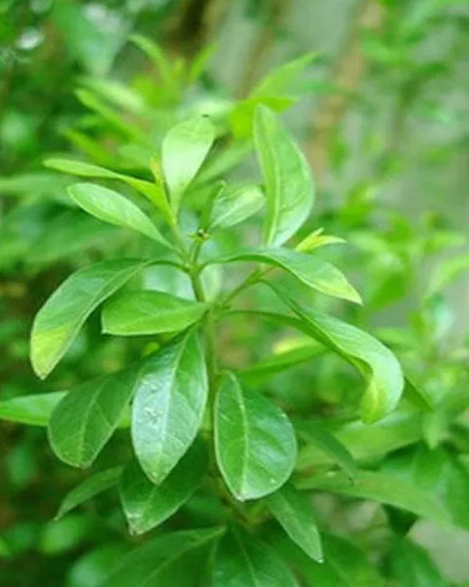 Image of henna, an essential ingredient for hair care