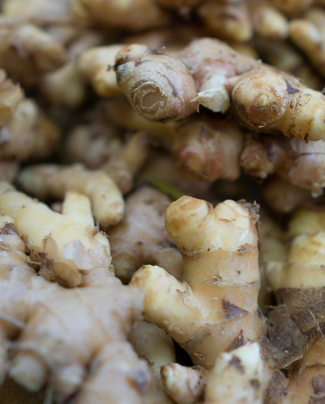 Image of ginger, an ingredient and plant by khadi, for gentle and Ayurvedic hair care