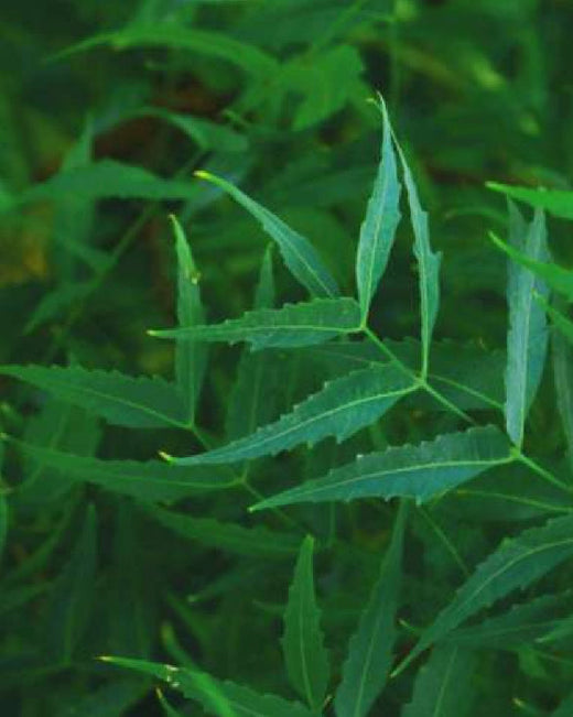 Image of neem, an ingredient and active agent in khadi products