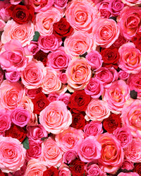 Image of rhubarb, an ingredient and active agent in khadi products