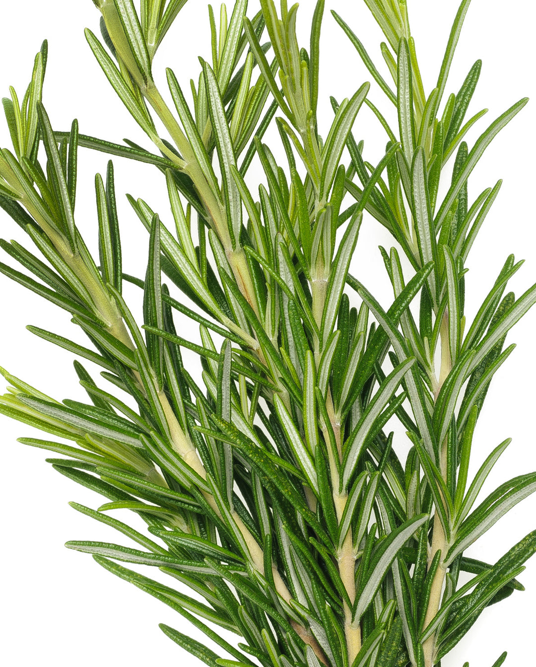 Image of rosemary, an ingredient and active agent in khadi products