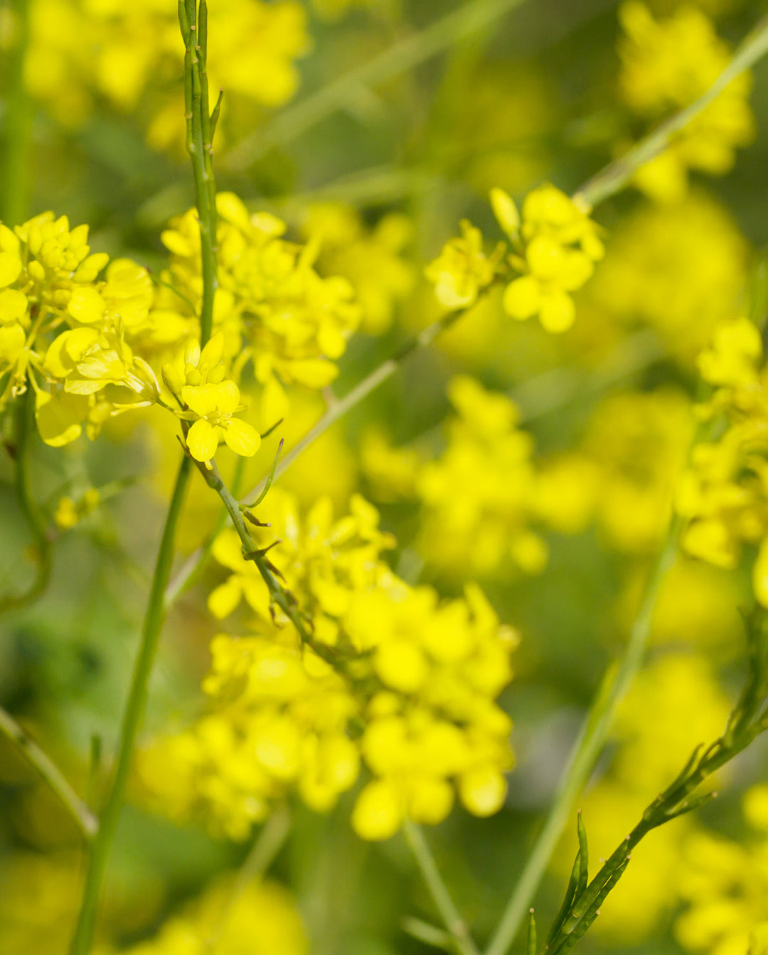 Image of mustard, an ingredient and active agent in khadi products