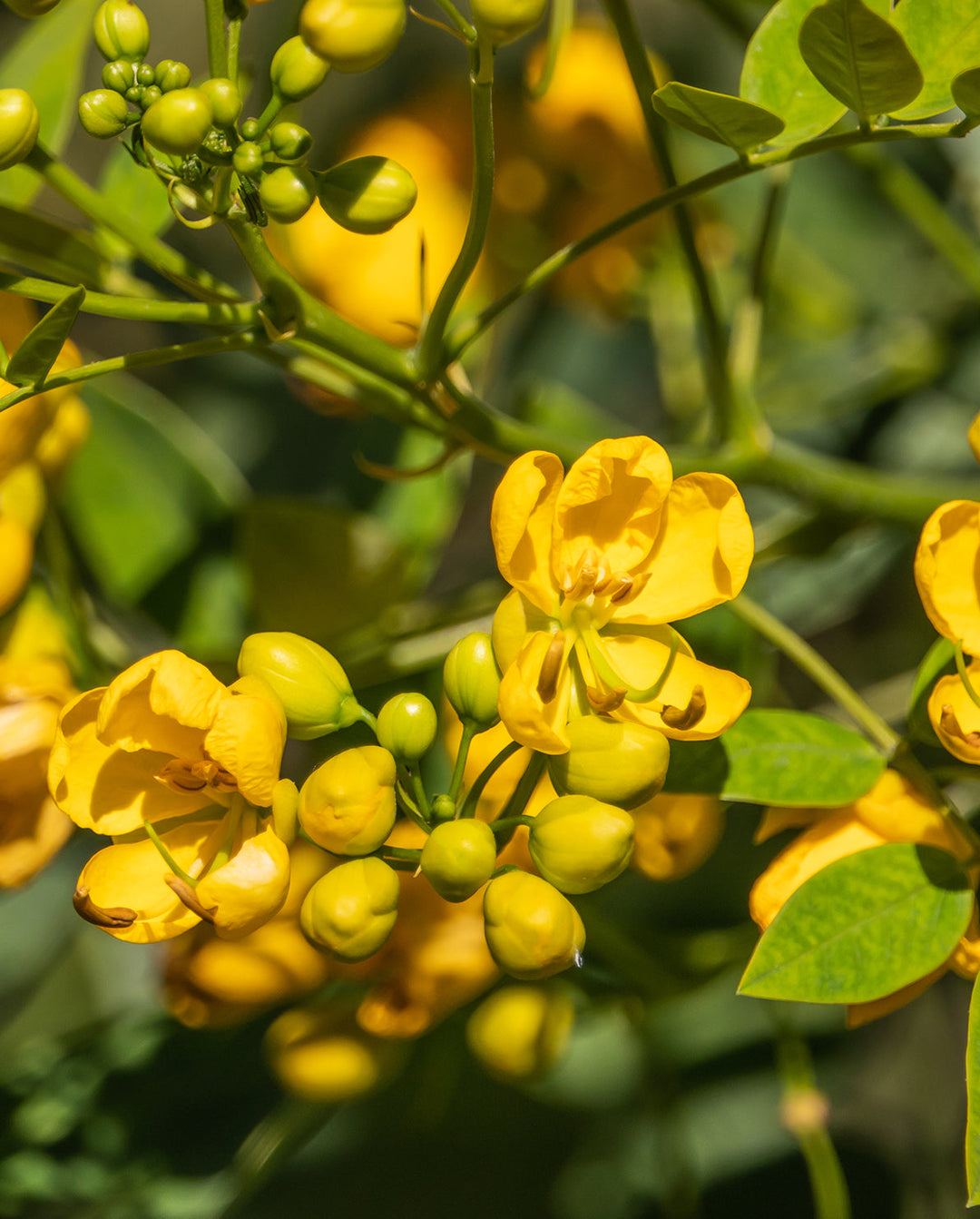 Image of senna, an ingredient and active agent in khadi products