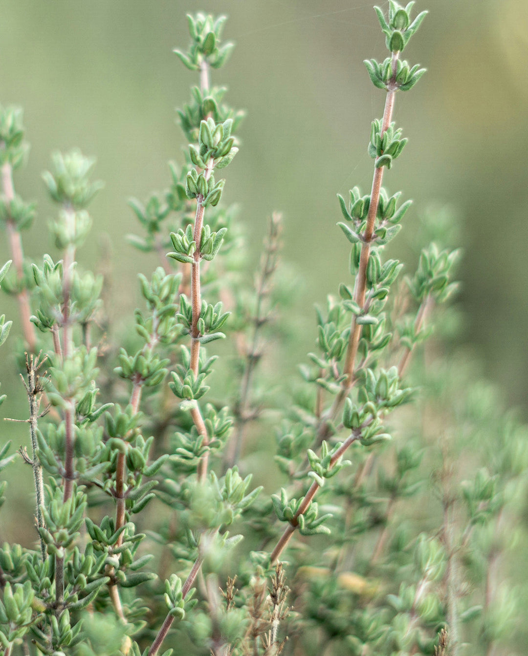 Image of thyme, an active agent in khadi products