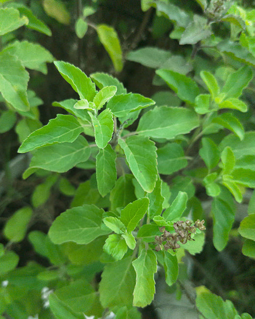 Image of tulsi, an active agent in khadi products